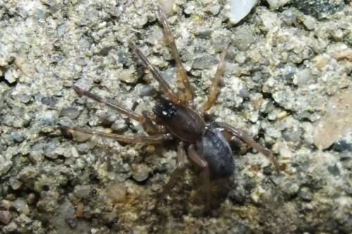 Réf. 140 125 : Segestria sp.