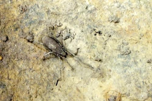 Trogulus sp.