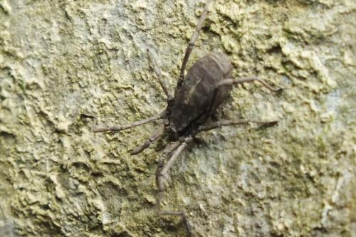 Trogulus sp.