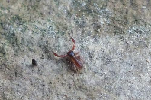 Réf. 140 179 : Chthonius sp.