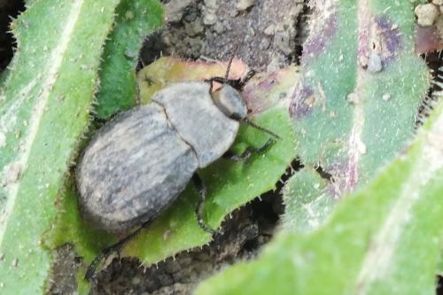 Asida jurinei