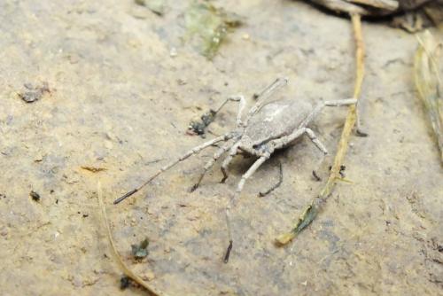 Trogulus sp.
