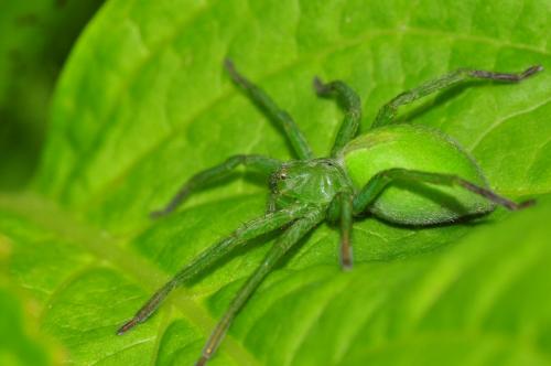 Micrommata ligurina