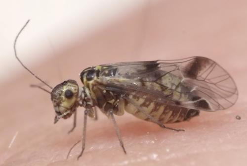 Réf. 140 437 : Blaste quadrimaculata