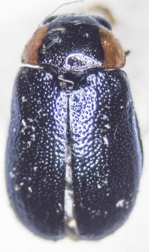 Smaragdina affinis