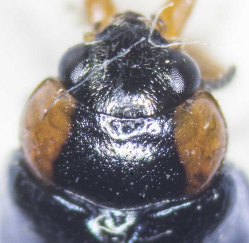 Smaragdina affinis