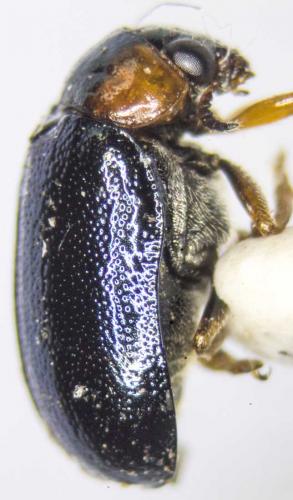 Smaragdina affinis