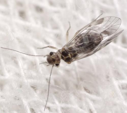 Réf. 140 435 : Blaste quadrimaculata