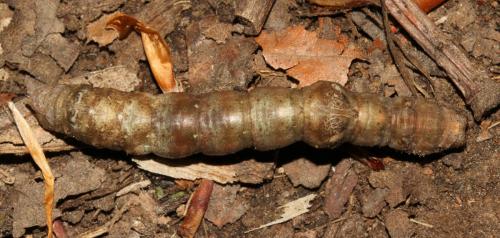 Réf. 140 872 : Hypomecis roboraria