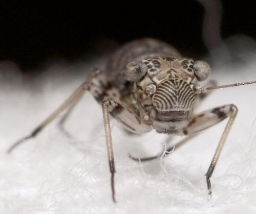 Réf. 140 525 : Mesopsocus immunis