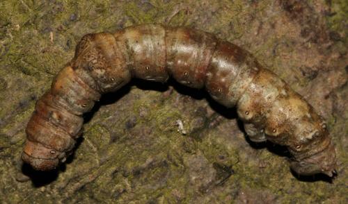 Réf. 140 873 : Hypomecis roboraria