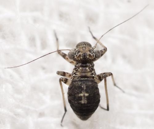 Réf. 140 524 : Mesopsocus immunis