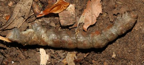 Réf. 140 874 : Hypomecis roboraria