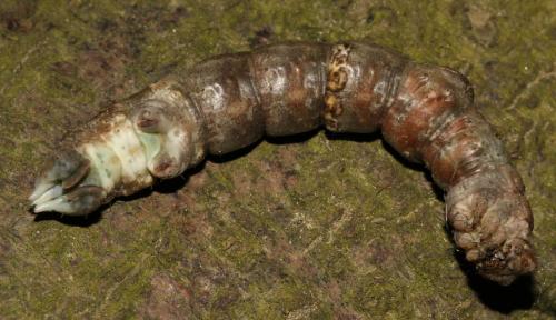 Réf. 140 875 : Hypomecis roboraria