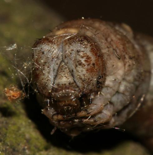Réf. 140 876 : Hypomecis roboraria