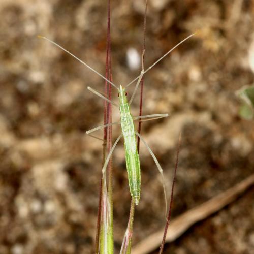Réf. 140 667 : Neides aduncus