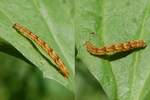 Réf. 140 765 : Chloroclystis v-ata