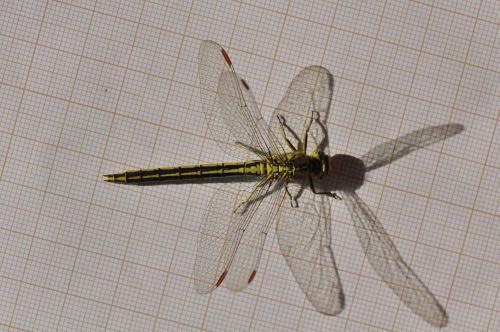 Gomphus pulchellus