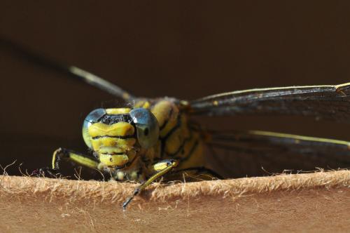 Gomphus pulchellus