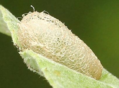 Réf. 140 949 : Arge ustulata