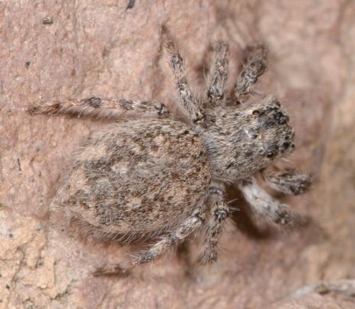 Plexippoides gestroi