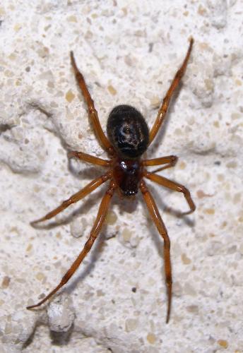 Réf. 140 084 : Steatoda nobilis