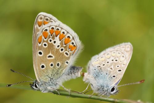 Réf. 140 798 : Polyommatus icarus