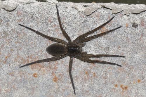 Dolomedes sp.
