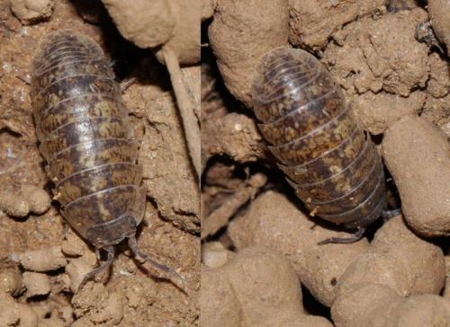 Armadillidium assimile