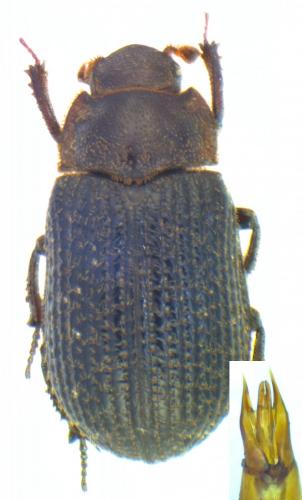 Trox perrisii