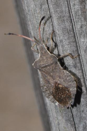 Réf. 140 778 : Enoplops scapha