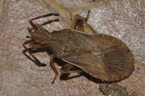 Réf. 140 777 : Ceraleptus lividus