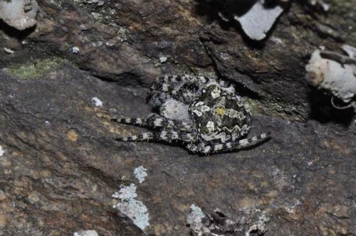 Réf. 140 885 : Araneus sp.
