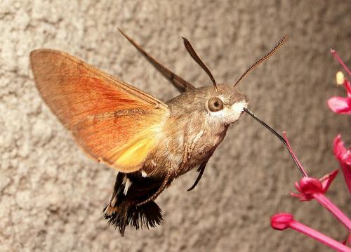 Réf. 140 561 : Macroglossum stellatarum