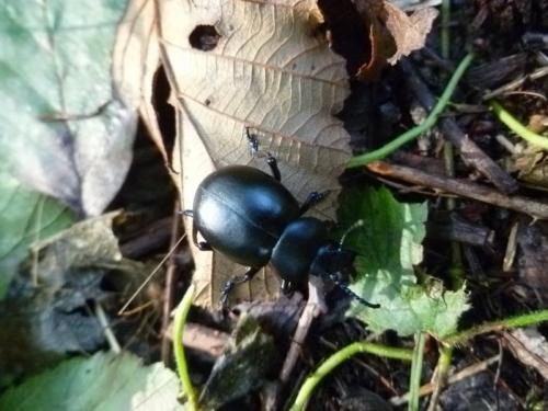 Timarcha tenebricosa