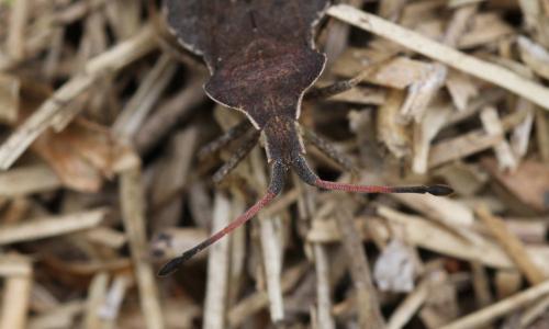 Réf. 140 552 : Enoplops scapha