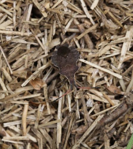 Réf. 140 553 : Enoplops scapha
