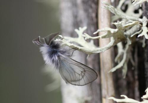 Ptilocephala sp.