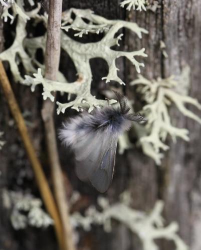 Réf. 140 943 : Ptilocephala sp.