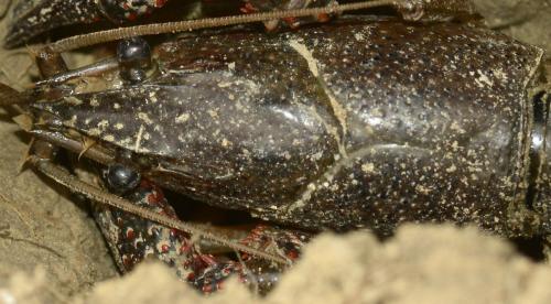 Réf. 140 912 : Procambarus clarkii