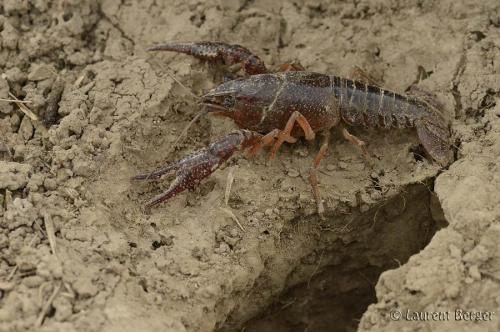 Réf. 140 638 : Procambarus clarkii