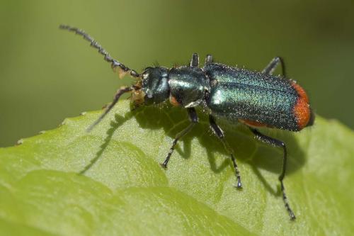 Malachius bipustulatus