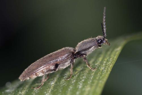 Réf. 140 181 : Athous haemorrhoidalis