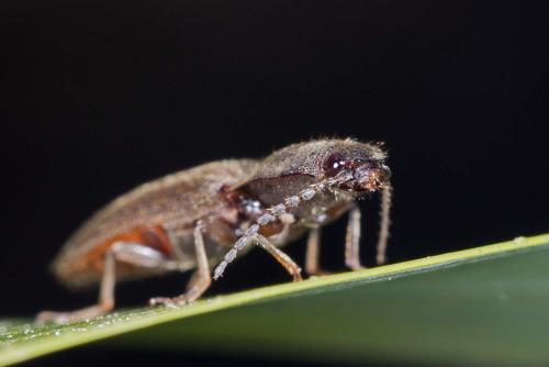 Réf. 140 183 : Athous haemorrhoidalis