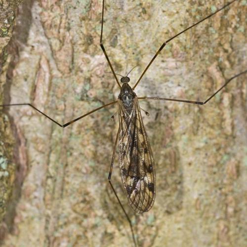 Réf. 140 228 : Limonia hercegovinae