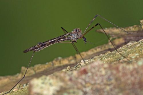 Réf. 140 229 : Limonia hercegovinae