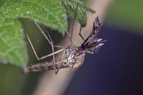 Réf. 140 670 : Aedes vexans