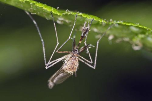 Réf. 140 671 : Aedes vexans