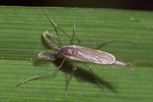 Chaoborus crystallinus