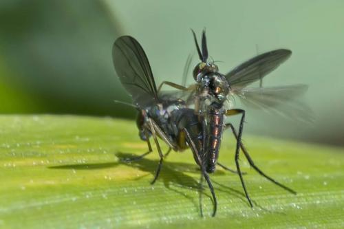 Rhaphium sp.